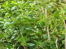 "עצי עולה" אודות עלי עץ הקאת