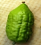 בדבר כשרות האתרוג המרוקאי